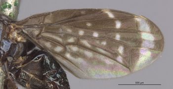 Media type: image;   Entomology 13238 Aspect: Wing front